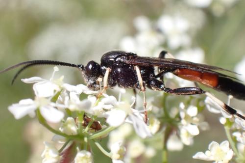 Réf. 294 828 : Ctenichneumon divisorius